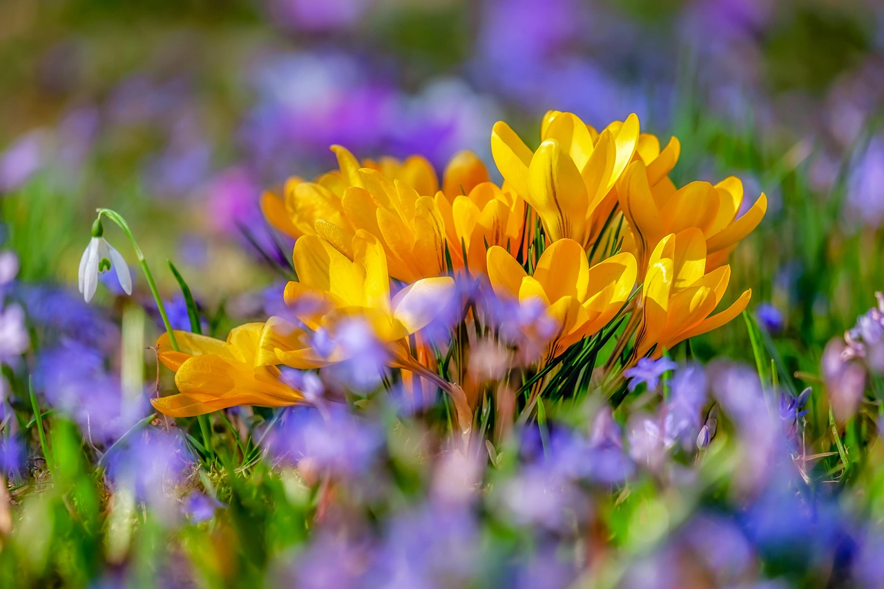 flower, crocus, blossom